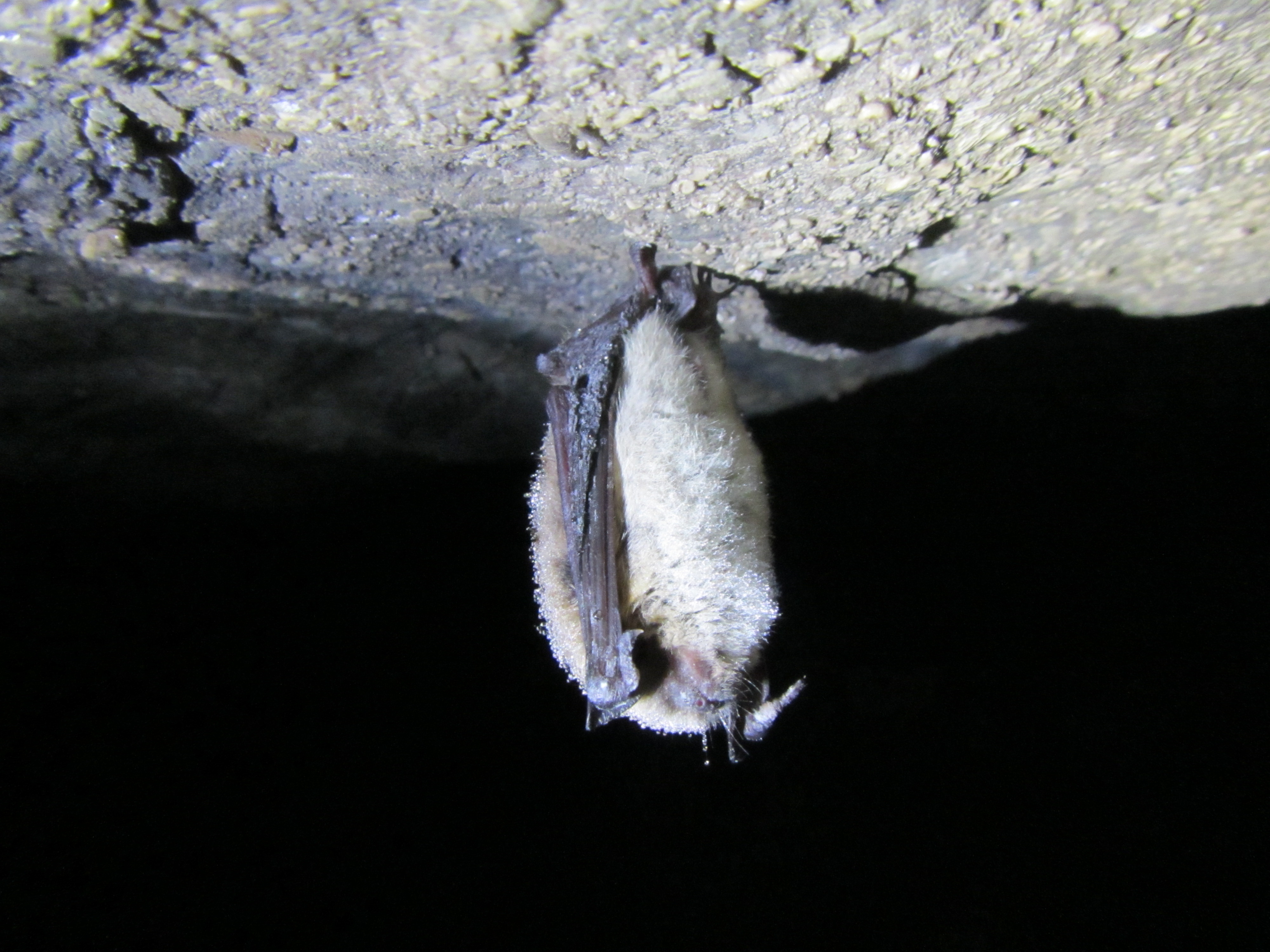 Hibernating little brown bat U.S. Geological Survey